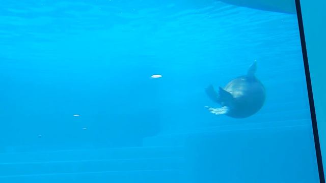 Ластоногие Московского зоопарка смотреть онлайн