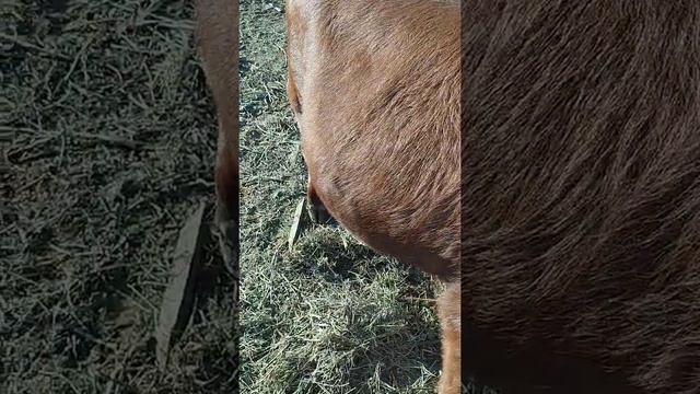 телята откорм на Purina