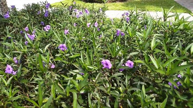 Ruellia Simplex красивата мексиканска петуния