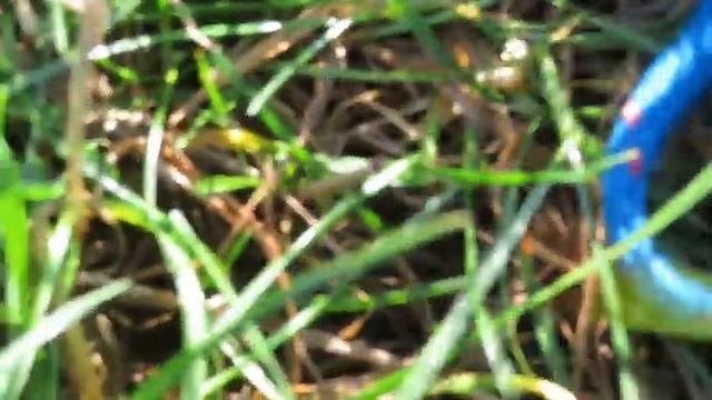 Nokta Legend Depth Test смотреть онлайн