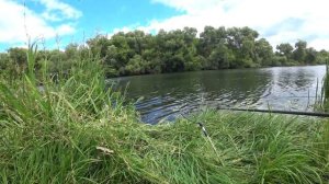 Вот это лещи! Рыбалка на фидер летом на реке Дон в Липецкой области.