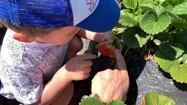 София и Мартин собирают клубнику