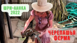 Шри-Ланка 2022. Черепашья ферма! Полный обзор!