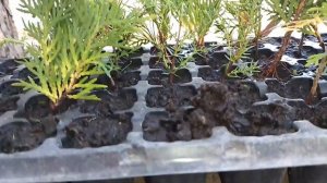 ?Размножение туи из черенка?#туя #размножение #черенкование