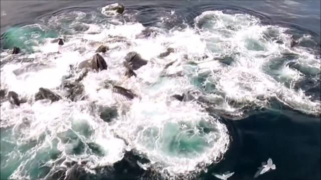 Стая Горбатых китов смотреть онлайн