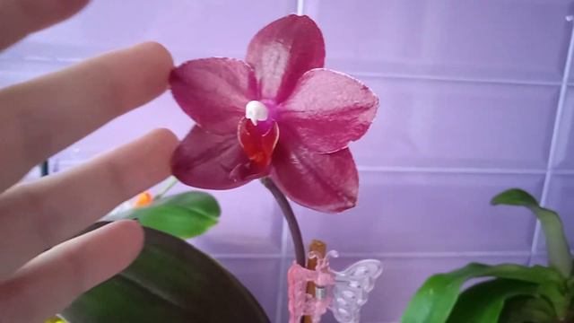 32.Фаленопсис Salu's Fragrancy смотреть онлайн
