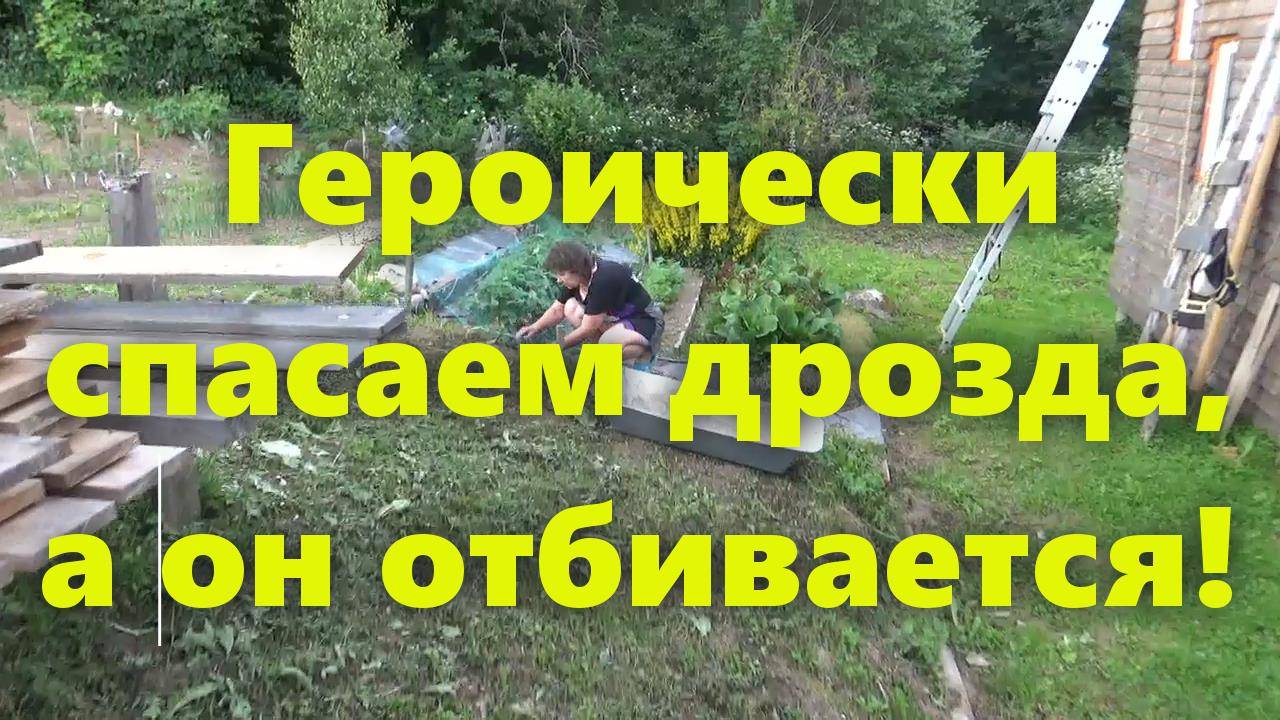 Сетка для защиты клубники от птиц. Птица дрозд рябинник запутался в сетке. Спасение птицы. смотреть онлайн