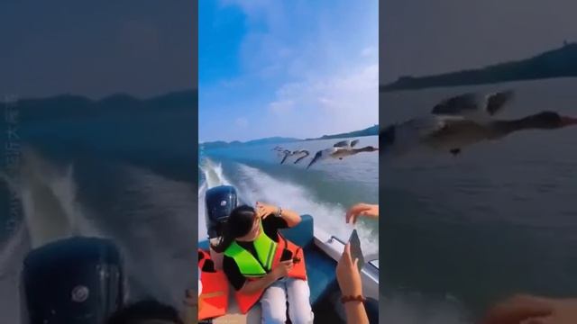 Вместе с летящими гусями смотреть онлайн