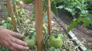 Томат Настенька от Сибирского сада