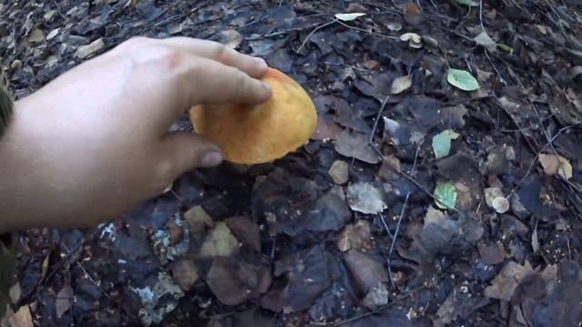 Грибник нашёл ГРИБНОЕ МЕСТО/ Сбор ГРИБОВ в августе 2023/ Красавцы ПОДОСИНОВИКИ/ Грибы 2023 смотреть онлайн