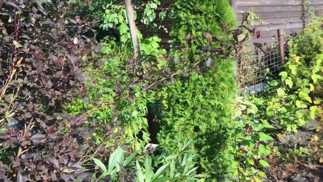 Обзор цветника. Гортензии, хвойные, пузыреплодники, дёрен. смотреть онлайн