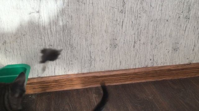 Как можно было выбросить таких маленьких котят Смотреть до конца. смотреть онлайн