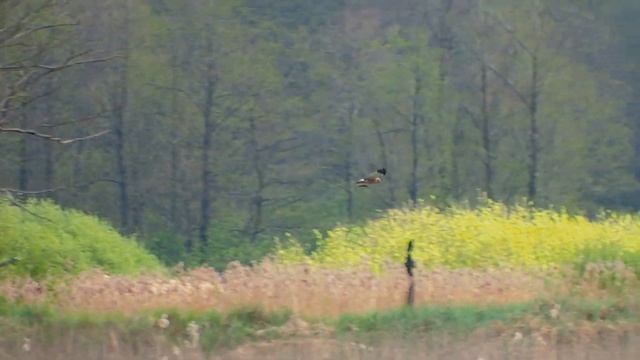ДИКАРЕМ на РЫБАЛКУ. Разведка на ДИКОЙ РЕЧУШКЕ. Шаг в тишину. РЫБАЛКА в БЕЛАРУСИ. смотреть онлайн