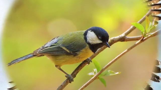 The Birds Of Great Britain (Птицы Англии).mov