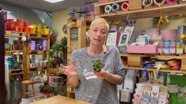 Сингониум Мария - шоколадная малышка | Сравниваем два сорта сингониума смотреть онлайн