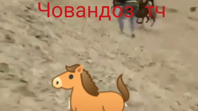 Бузкаши дар н Ёвон дехаи шурча 👍мирзоали човандоз бо аспи худаш халол кард смотреть онлайн