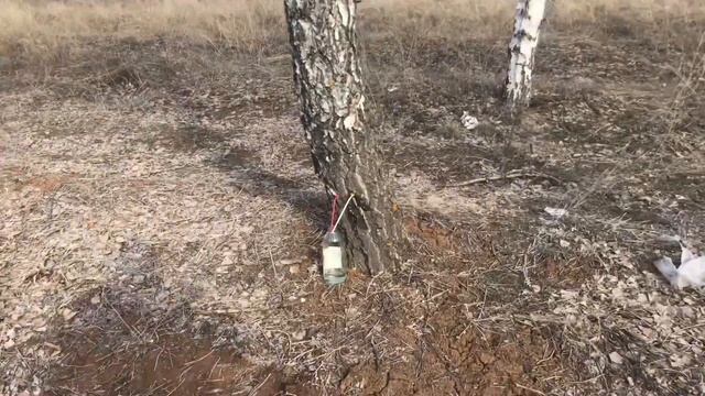 Берёзовый сок, весна 2021 смотреть онлайн