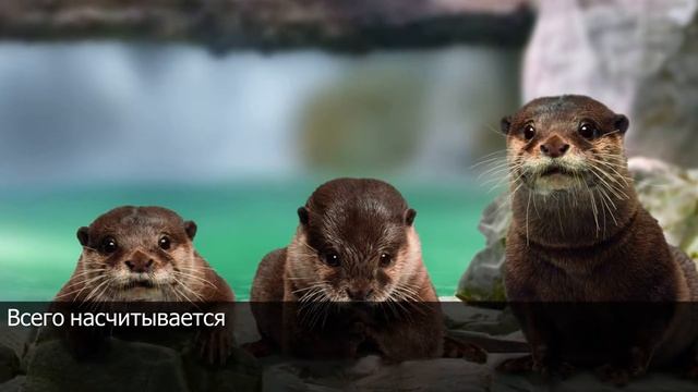 Выдра речная - что это за зверек, где обитает и чем питается выдра. Интересные факты о Речной Выдре смотреть онлайн