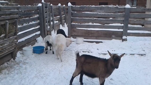 Коза сломала ногу?! или нет?! Деревенская жизнь в Сибири без прикрас. смотреть онлайн