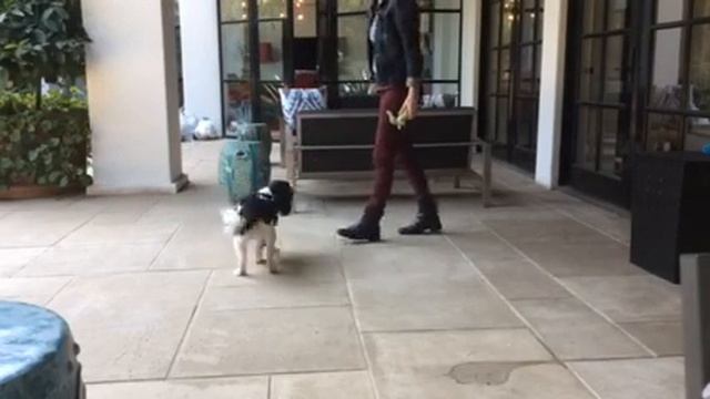 Palmer Practices “Get the T-Rex” version 2 смотреть онлайн