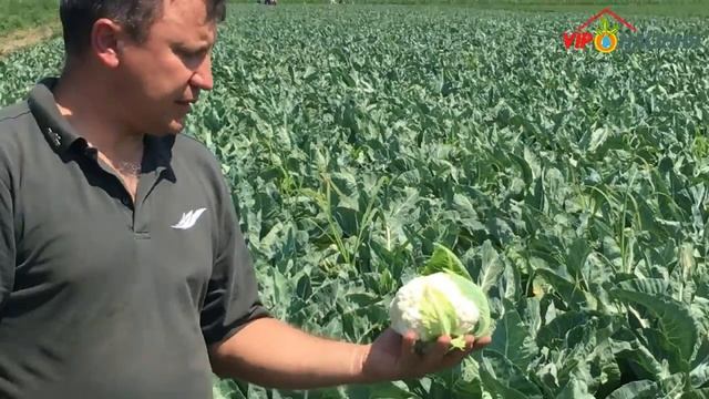 Форталеза F1 (Fortaleza) среднеспелый гибрид цветной капусты от компании Seminis, Голландия смотреть онлайн