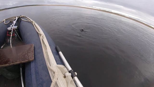 Таймень, Серёга, река Оленек смотреть онлайн