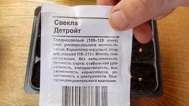 Как вырастить раннюю свёклу в теплице | Сею дома семена свёклы в кассету на рассаду. смотреть онлайн