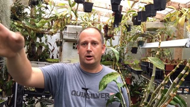 DENDROBIUM THYRSIFLOURUM ORCHID: MOSS OR BARK WHICH IS BEST FOR ME? AFTERNOON IN THE GREENHOUSE PT2 смотреть онлайн