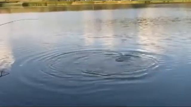 Ребенок выловил большого сазана! смотреть онлайн