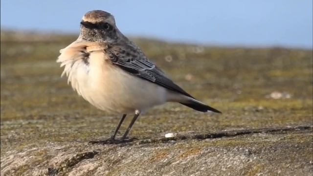 Каменка-плешанка - Oenanthe pleschanka.mp4 смотреть онлайн