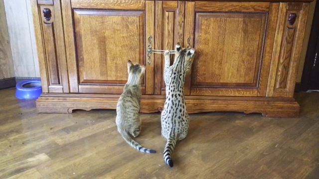 Питомник SoulCats. Котёнок Саванна F1. смотреть онлайн