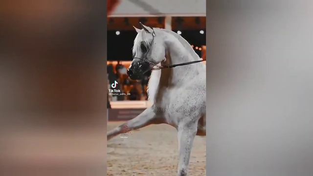 лошади скачут под песню "привет" смотреть онлайн