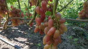 Виноград Экскалибур 2021г