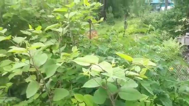 Бамбук сибирский смотреть онлайн