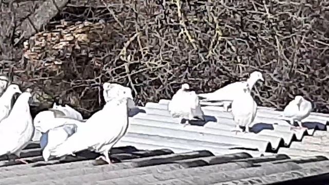 27 02.21 Бакинские голуби города Гянджа смотреть онлайн