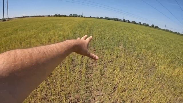 Озимый рапс на минималках. Урожайность рапса без удобрений, фунгицидов, Гербицидов и обработки почв смотреть онлайн