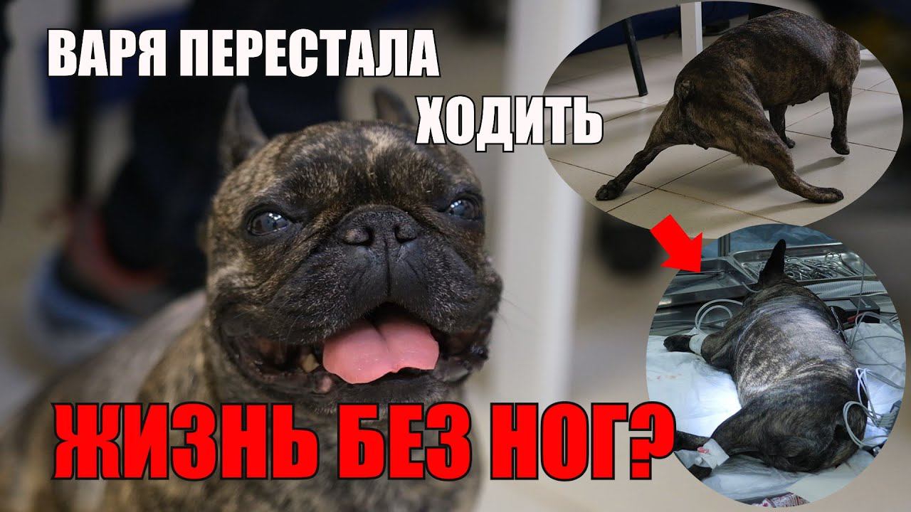 Грыжа у Бульдога, отказывают задние лапы, Операция смотреть онлайн