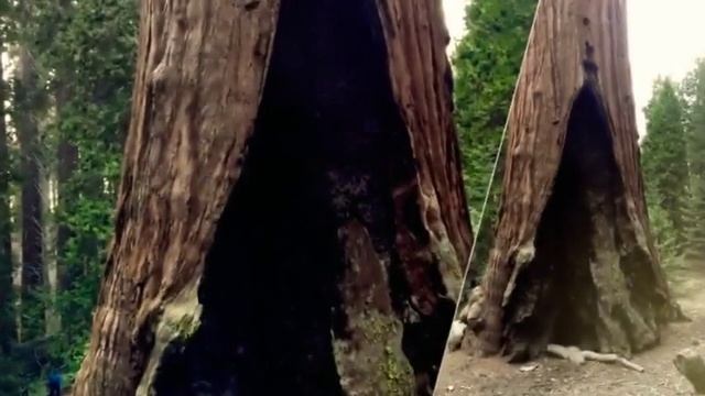 Sequoia National Park, California смотреть онлайн