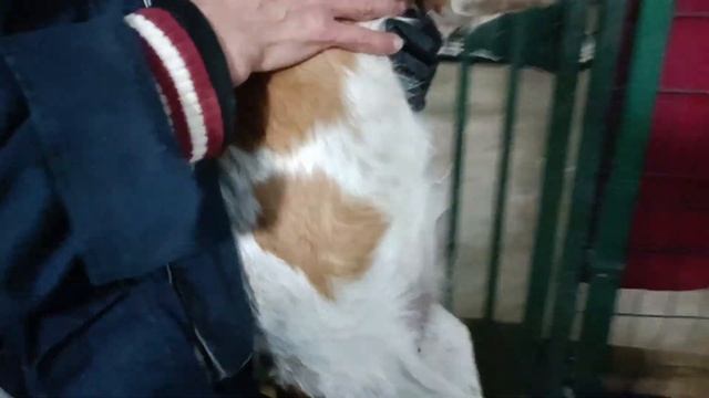 Тбилиси ?? Грузия Приют Тамаза Элизбарашвили ? ? ? ? Paypal : Elizbarashvilidog@yahoo.com смотреть онлайн