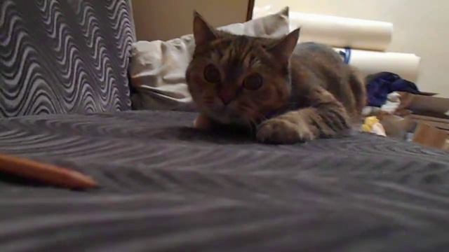 Кошка Ромашка и карандаш. смотреть онлайн