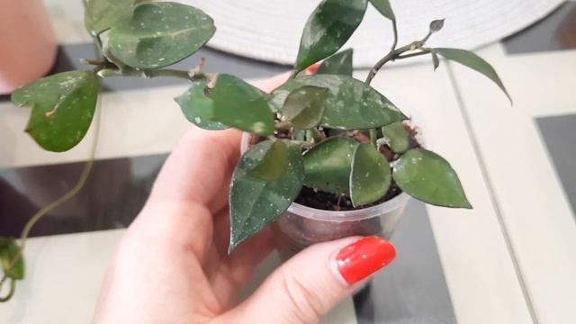 /Комнатные растения/Хойи спустя 3, 6 месяцев/?☺ смотреть онлайн