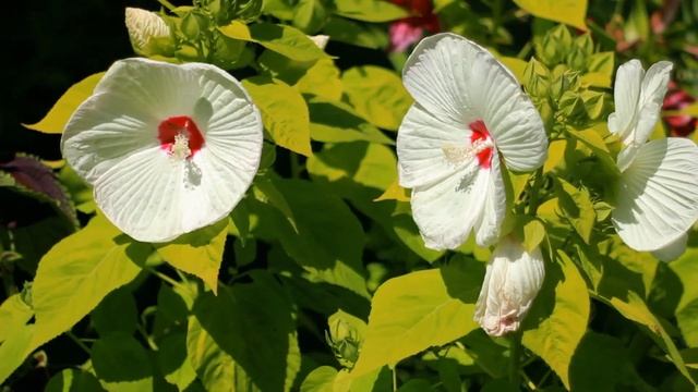 Белый Гибискус цветет осенью | Футажи красивая природа [FullHD]