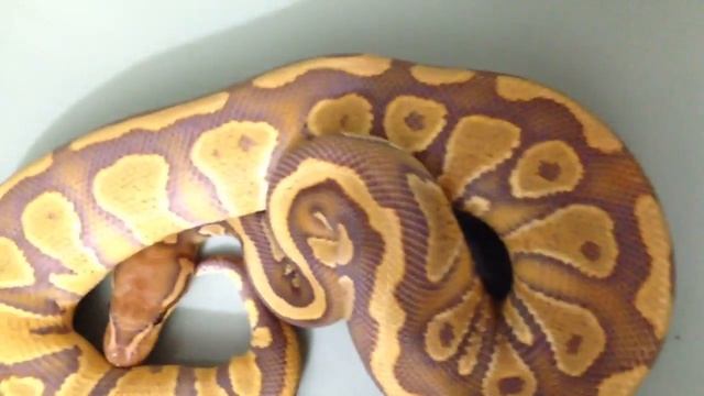 A Ball Python morph close up! (Episode one) смотреть онлайн