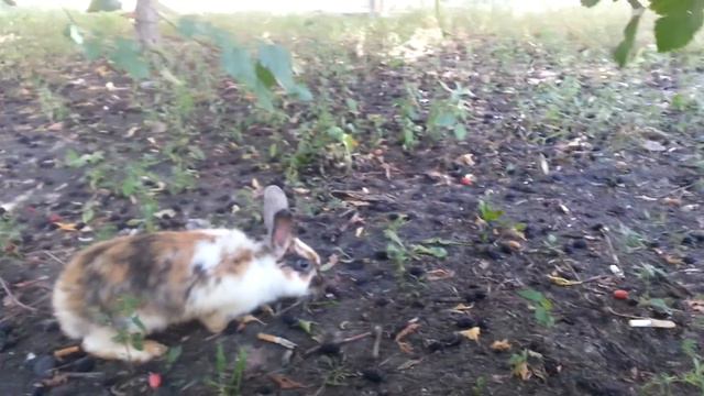 Донецк ловим кролика  26.07.2015