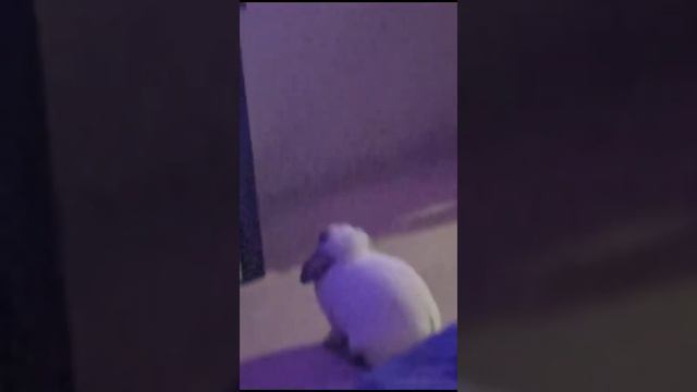 Кролик Малыш смотрит тв.Животное плохого смотреть не будет! смотреть онлайн