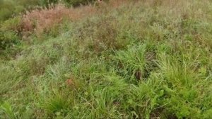 КОП С MD 4080. ОТКРЫТИЕ ОСЕННЕГО СЕЗОНА. ТОПОВЫЙ БЮДЖЕТНЫЙ МЕТАЛЛОИСКАТЕЛЬ!