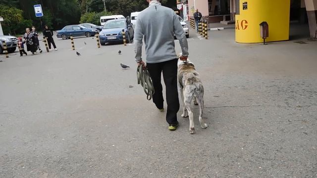 Дрессировка собак. Движение рядом, отказ от корма. смотреть онлайн