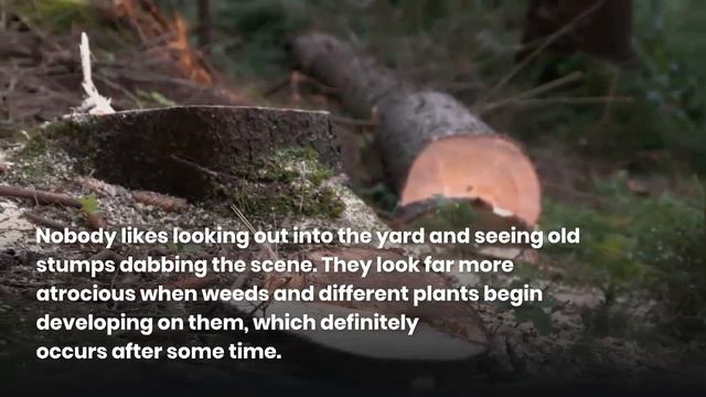 Benj Geerling | Here are some reasons to remove Tree Stumps | Australia смотреть онлайн