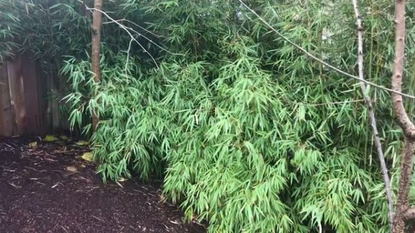 Fargesia robusta provides a dense evergreen screen