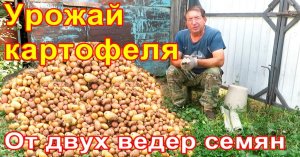 УРОЖАЙ КАРТОФЕЛЯ от двух вёдер семян.Как собрать рекордный урожай.